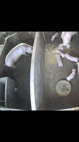 A poor pig.#animals #fyp #foryou #tiktok #funny 
