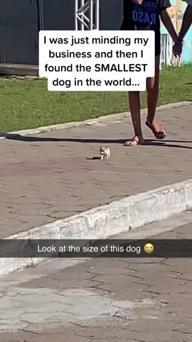 The size comparison with the other dog 😭😭😭 (Raphael Souto via @ViralHog) #pubity 