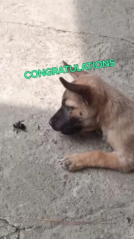 Dogs being dogs 🐕 #fyp #vo #dub #dogsoftiktok #dogs #compilation #dogtrend #voiceover #voiceacting #voiceacting #animalsreact  