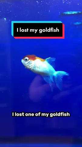 Unfortunately this likley means that he’s no longer alive. If he’s not in my tank, I don’t think he would last very long. #fish #goldfish #aquarium #missingfish 