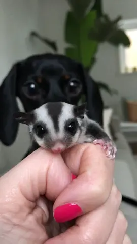 Same eyes.  #dogsoftiktok #unlikelyanimalfriends #sugarglider #dachshund 