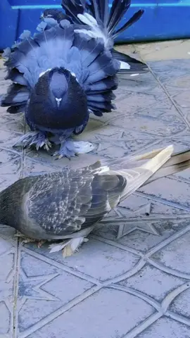 #papeyo #pigeon #fyp #ethiopiantiktok #pigeonlovers 