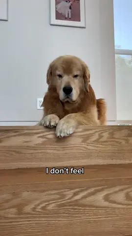 #mood #dogsoftiktok #grumpydog #goldenretriever #bonita #frownyface    