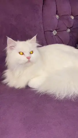My CAT ❤️ Came Back Home today, after got missing for 12 hours…. Was He Lost Or Just Wondering around ? 🥹 . . #artistic_4orm #cats #cutecatsoftiktok #cat #Love #pets #nature #trend #inspiration #viralvideo #fyp #foryou #viral 