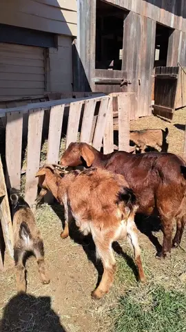 Moms and kids enjoy the quick built hay feeder. #farmlife #goat #homestead #farmtok 