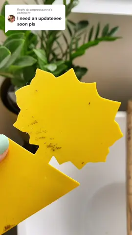 Replying to @empresssanna thanks for reminding me, here’s the update. I am going to water with mosquito bit water to kill the larvae and lean on my sticky traps for the adult fungas gnats. I don’t love looking at the dryer sheets tbh but I’m glad i I tried it! I’m open to almost anything when it comes to houseplant pests. #plantlover #fungasgnats #houseplantsoftiktok #houseplantpestcontrol #pests #stickytrap #bouncedryersheets #houseplantlover 