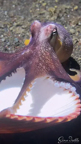 Coconut Octopus checking out a shell @ausgeo #ocean #octopus #sealife #fyp
