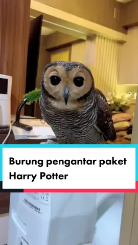 Replying to @rafatans Harry Potter siap siap aja yaa 😌 #bibibfamily #owlsoftiktok #PetsOfTikTok #burunghantu 