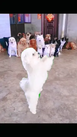 Clever puppy is dancing #pet #cutedog #dance #foryou 