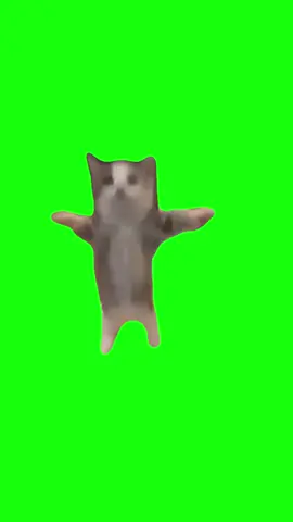 Cat Jumping Up and Down | Green Screen #cat #kitten #catmeme #catjumping #kittenjumping #cats #meme #fyp 