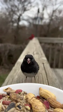 ❤️#fyp #birdwatching #birdtok #birdcam #birdnerd #foryourcat 