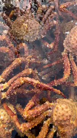 Have you ever had a fresh king crab? These are brown king crab caught here in Southeast Alaska! #crab #kingcrab #alaska #alaskalife #browncrab #fishermen #knowyourfisherman #sitka #docklife #visitalaska #food #seafood #alaskanseafood 