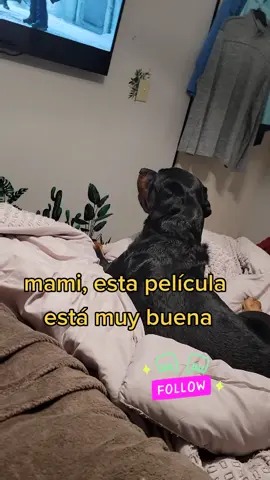mis dos niños tienen personalidades diferentes 💙🐾🩵🐕🐩 #Vader #doglife #rottweilersoftiktok #rotty #Zazu #dogsoftiktokviral🐶🦮 #maltipoosoftiktok #momofdogs #perrihijos❤️🐶 #follaw_me #animallover #vaderdog 