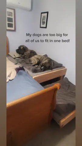 #Hadto #build my #dogs a #bed next to #mine ! #mastiffsoftiktok #MASTIFF #dogbed #bestfriend 
