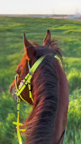 راحه نفسيه 💚🐎.  #خيل #خيول #محمد_العميان #شوفوه_للاخر #ربيع #الاردن🇯🇴 #horsesoftiktok 