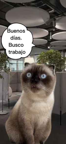 Busco trabajo 🐈🐈‍⬛🤣🤣🤣 #kokokotik #humor #gatos 