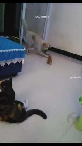 Episode 23 | 😂😂 #funny #animals #animal #cat #cats #catsoftiktok #dog #dogs #dogsoftiktok #pet #pets #PetsOfTikTok #fyp #fypシ #foryou #viral #fun #funnyvideos #funnyvideo #laugh #🤣 #🤣🤣🤣 