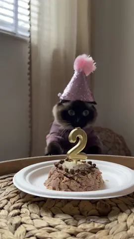 Dobbys reaction to turning 2 🤣 #catsoftiktok #cattok #PetsOfTikTok #fypシ #foryou #siamese 