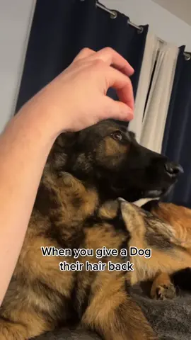 She went cross eyed 🤣.                          #fyp #dogs #dogsofttiktok #pets #haha #funny #funnydog #germanshepherd #doglife #dogdad #fy #foryou