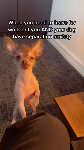 Cricket’s humans are level 3 clingers 😬🐾 #seperationanxiety  #seperationanxietyfordogs #dogmoms #dogtok #dogdads #hairlessdog #puppies #chihuahuas #dogs #dogsoftiktok 