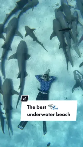 Afternoon Siesta with the gang. Tag someone you want to nap with here. #shark #sharknap #maldives #nurseshark #sharkpoint 🎥:  #@ocean.ramsey  @gopro  @xcelwetsuits tiger shark vented shirt. #underwaterbeach #beautifuldestinations #sharkbeach #ApexPredatorNotMonster  We have a reef and beach clean TODAY 🌊 Check out @oneoceandiving  on TikTok and Instagram for all the info if ur on Oahu. Ocean and I will both be there 🤙🏽🦈💙