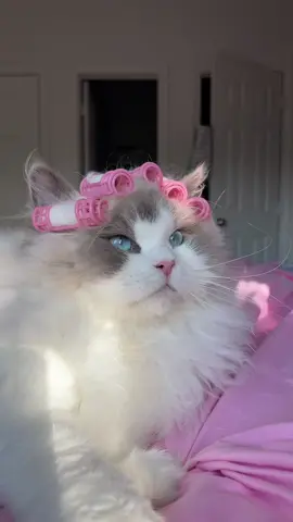 Lovey is always the prettiest cat 