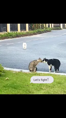 #cat #dog #catfight #funnyvideos #cute #fup #foryourpage