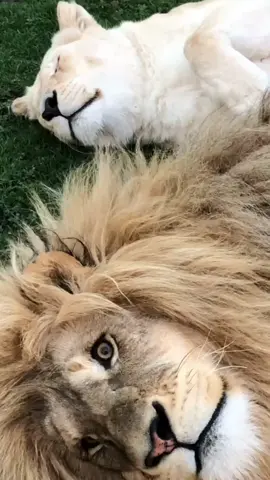 Lion snuggles between the Kings look adorable here in sanctuary, but in many ways they betray evidence of the often violent life that lions lead in the wild. Licking helps to reinforce coalitions & friendships that become necessary to protect a wild lion's territory from intruders. Life is tough, if you're a male lion in the wild.