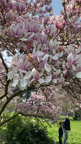 March 2022💞#magnolia #fyp#foryoupage #londonlife #hillingdon #barrahallpark #fyy#lovegreatbritain #❤️ #beautiful #memory 