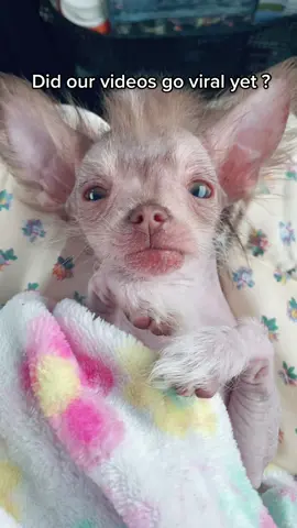 Still waiting, Buddy!! #dogs #viraldog #funny #chihuahuastiktok #dogtok #dogparents #dogdads #dogdads #dogmomsoftiktok #hairlessdog #dog 