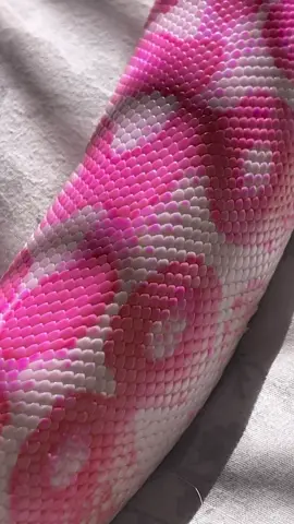 #fy #fypシ #pet #snake #animals #cutepink  #trending #viral #pink #prep #fyp 