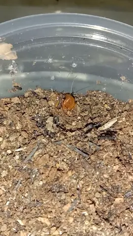 Trapdoor spider feeding!! #foryou #fyp 