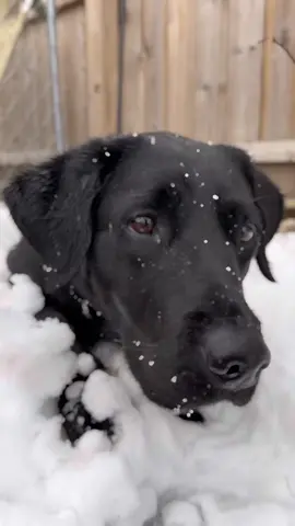 @guidingeyesfortheblind Havana making the most out of the little bit of snow we have.  #guidingeyes #DogsOfBuffalo #FutureGuideDog #BlackLabrador #Havana