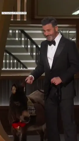 Watch out Colin Farrell, the donkey is in the Dolby Theater!  #Oscars #Oscars95