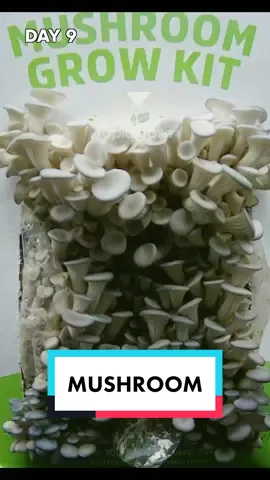 Amazing mushroom timelapse! #timelapseart #gardening #fungilovers #mushroom #thelastofus #fyp 
