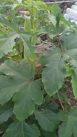 #okrahijau #okra #tanamanokra  