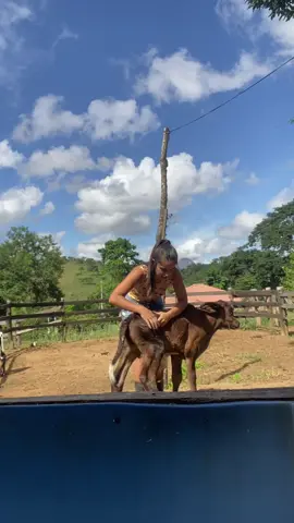 Ensinando o Rogério a brinca 🐄🍼 #amizade #com #bezerro #amor #boi #amigos #de #campo #friends #clientesatisfeita #pecuaria #brasil #qualidade #bull #brazil #atender #bruta #Love #ventilador #nelore #paz #trabalho #albrangus #gratidão #felizes #gerencia #friendship #dedication #timão #felicidade ---