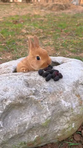 Careful little rabbit#pet #fyp #rabbit #rabbiteating