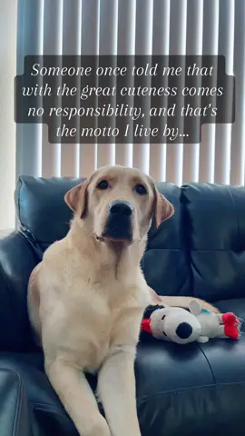 🥰 #dogsoftiktok #PetsOfTikTok #charliethelabrador23 #labradorretriever #funny #dog #video #yellowlab #foryou 