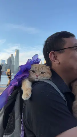Sponge Cake always needs a hug #catsoftiktok #PetsOfTikTok #cats #foryoupage #foryourpage #catlover #timessquare #newyorkcity 