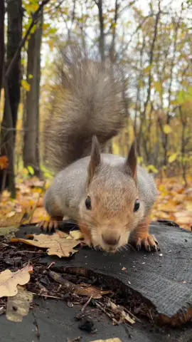 #squirrel#squirell#squirrels#squirelife#squirreltok#funnyanimals#intheforest 