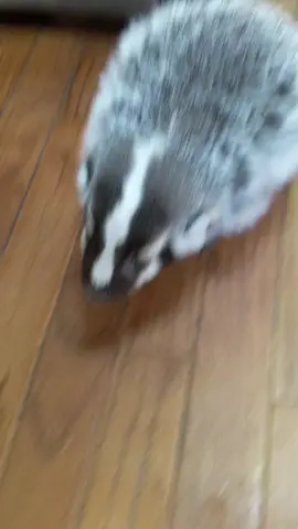 Please enjoy baby Vlad #fyp #mustelids #exoticanimals #northamericanbadger #fypage #badgertok #foryoupage #vlad #vladger 