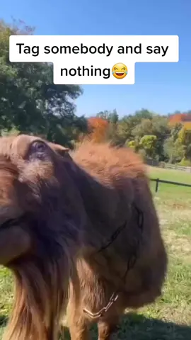 😂😂😂😂#fyp #tiktok #funny #lol #lick #lama #pets #PetsOfTikTok #animals #animalsoftiktok #funnypets #omg #friends #Love #loveyou #hilarious #foryoupage #foryourpage #fypシ゚viral #foryou #amazon #wildlife #fypシ #f #foryou #fypシ #fypage #fypp #sofunny 