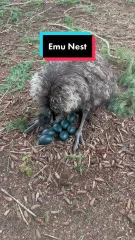 Caught my boy Kiwi adjusting his eggs. He is laying on nine eggs and is on day 42 out of 50ish. #emu #emusoftiktok #emus #emuegg #emueggs