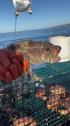 Fish are slippery, all fish were incidentally caught and released. Sustainable and humane fishing Santa Cruz, California. 1) Wolf Eel 2 & 3) Lingcod 3) Halibut ##fishing##fish##fisherman##fishinglife##fishingtiktoks##natgeo##crab##nationalgeographic##foryoupage##santacruz##fyp##sushi##fisher##stonecrab##friendliestcatch##commercialfishing 