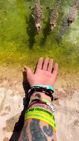 Baby Crocodile #i_steal_videos_for_you #mufasaly #babycrocodile #crocodile #fyp #viral #explore #animal 