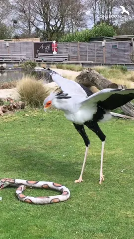 Angola is getting ready to stomp those pesky (rubber) snakes in our summer flying display, Wings of Africa! 🐍 Who's coming along to see him this Easter? 🙋 #birdsofprey #birdsoftiktok #birdtok #birds #secretarybird #animalsoftiktok #conservation #wildlife #hampshire 