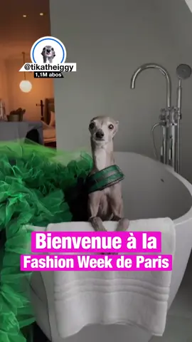 Les chiens aussi ont leurs influenceurs 🐶 #tikatheiggy #quotidien #influenceurs