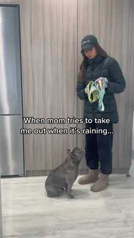 Woah. Nope! ##dogsoftiktokviral##frenchiesoftiktok##PetsOfTikTok##fyp