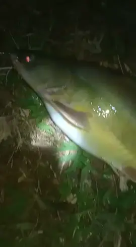 Jalur malam full senyum😁 #mancingikan #fishing #mancingliar #mancingbaung #mancingbaungbabon #mancingmlam #gilamancing #fyp 